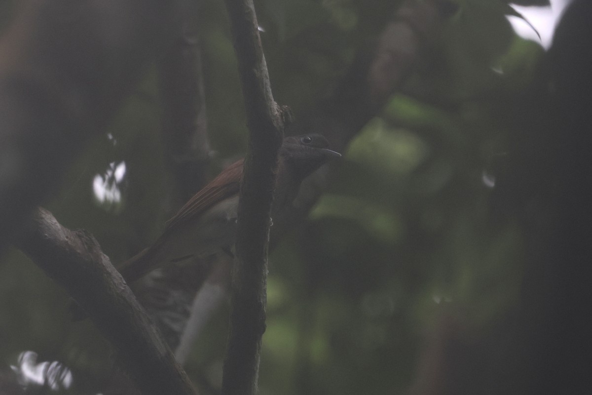 Black Paradise-Flycatcher - ML635421639
