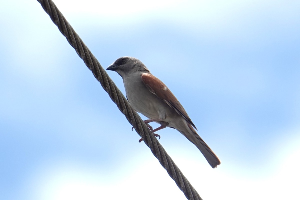 Northern Gray-headed Sparrow - ML635421661