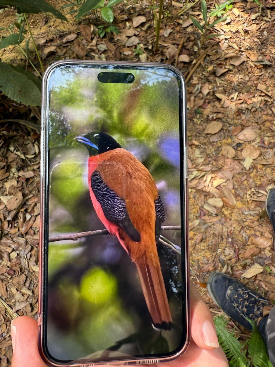 Cinnamon-rumped Trogon - ML635421777