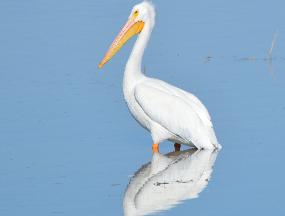American White Pelican - ML635421885