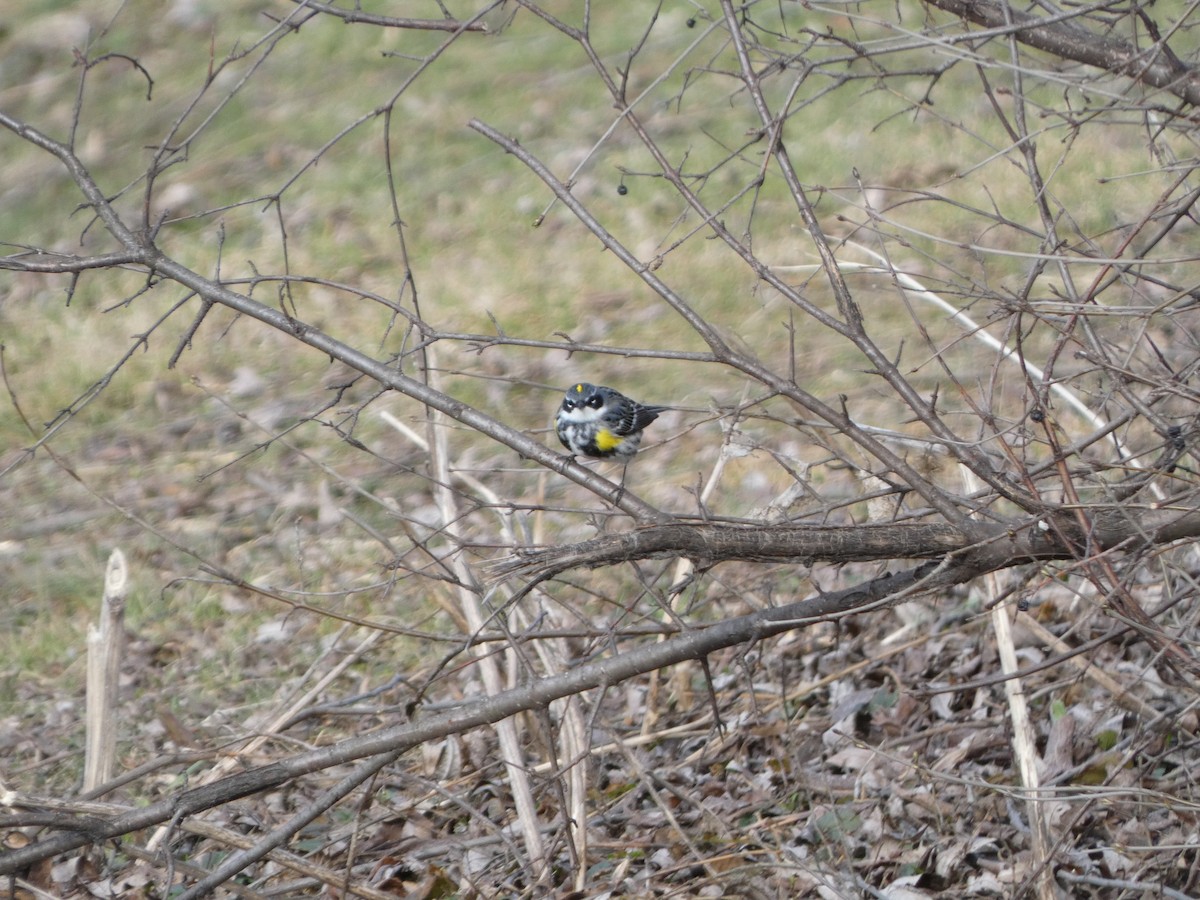 Yellow-rumped Warbler - ML635422011