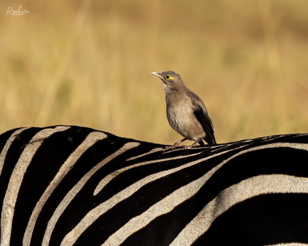 Wattled Starling - ML635422054