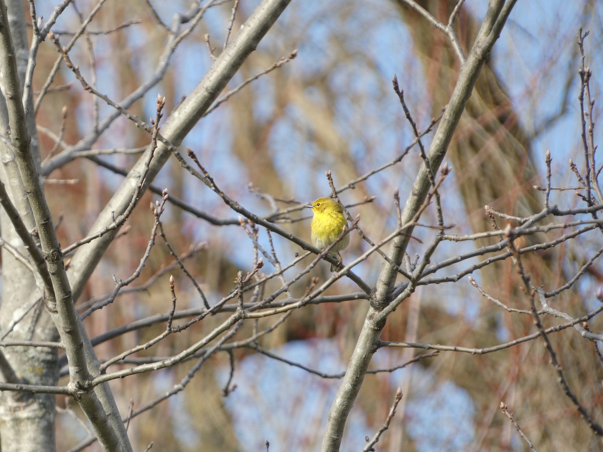 Pine Warbler - ML635422063