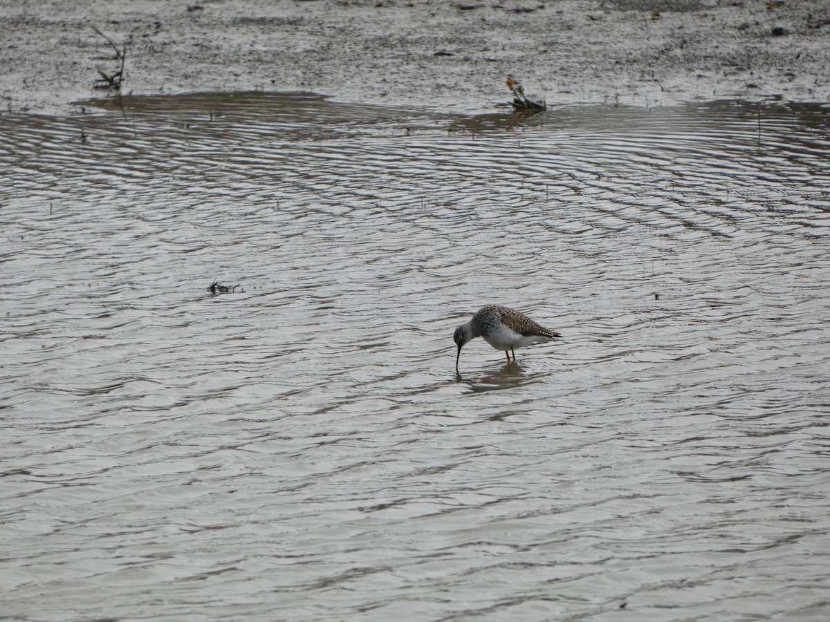 Lesser Yellowlegs - ML635422092