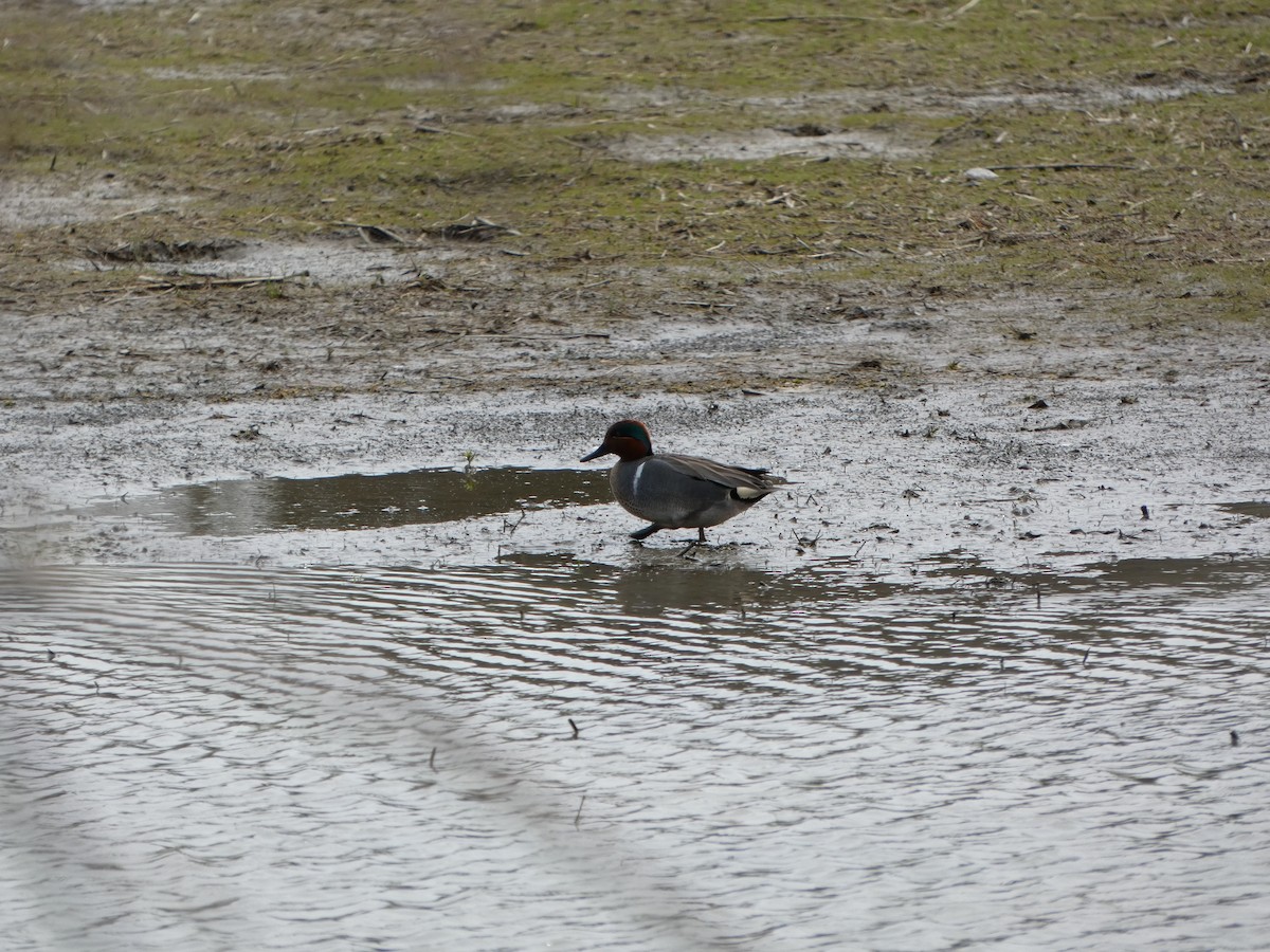 Ногоохон нугас - ML635422104