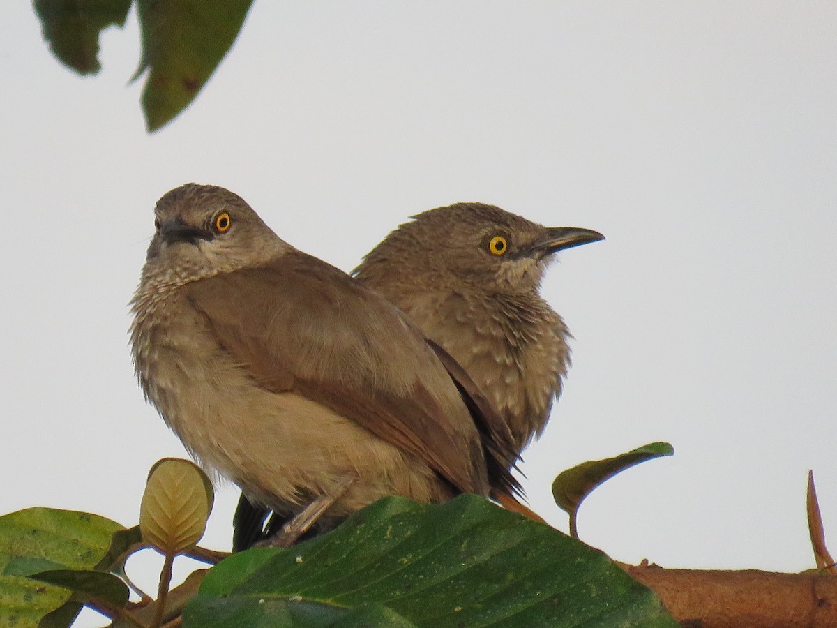 Brown Babbler - ML635422135
