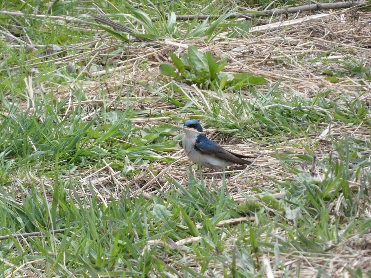 Tree Swallow - ML635422159