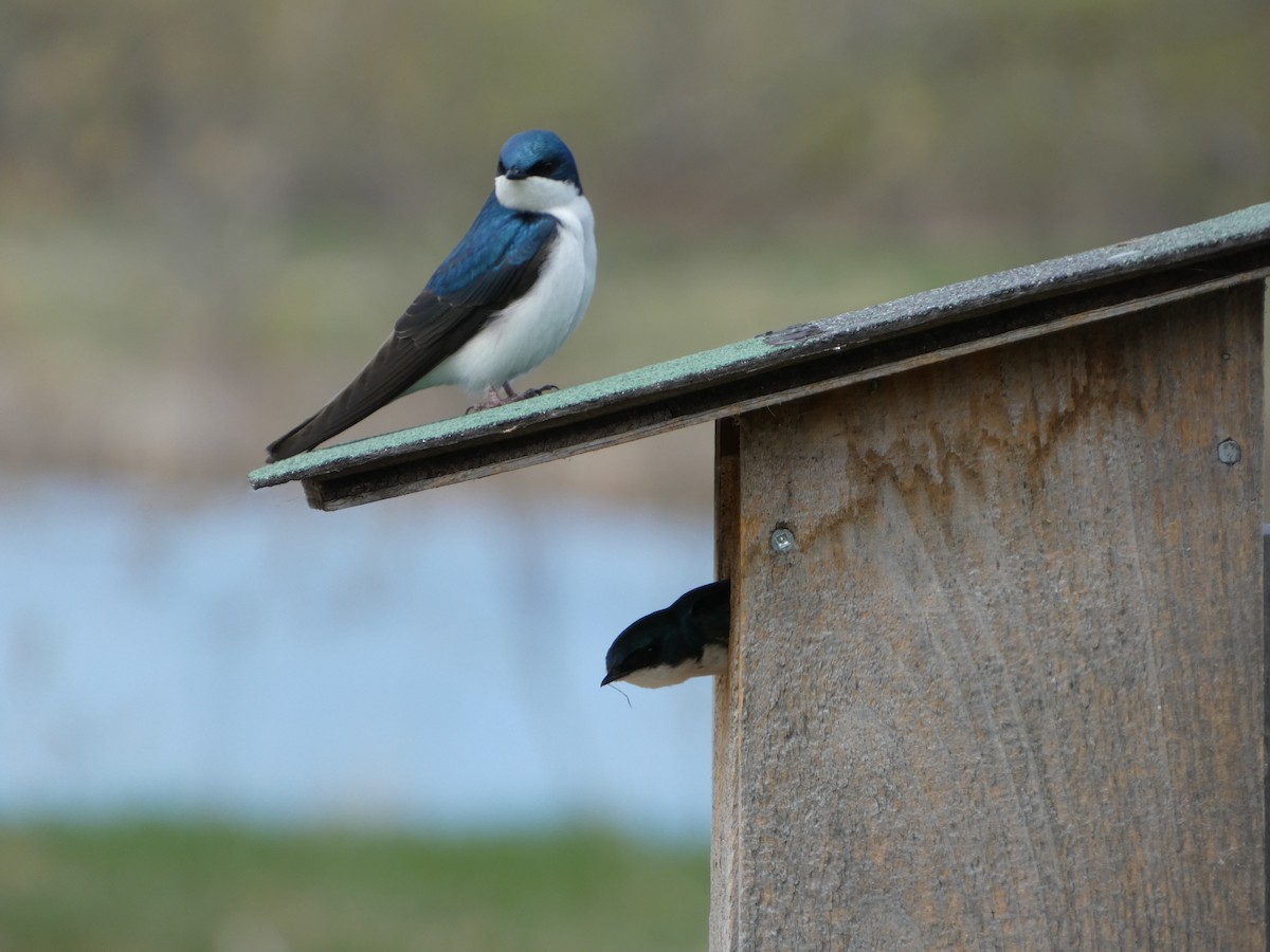 Tree Swallow - ML635422171