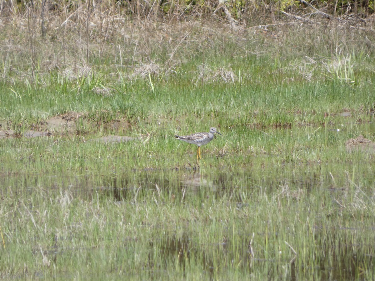 Greater Yellowlegs - ML635422220