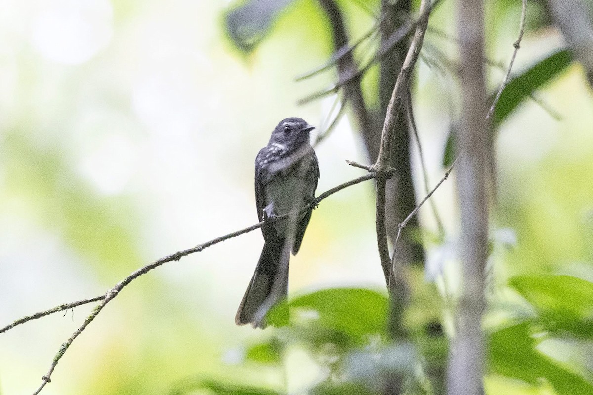 Spotted Fantail - ML635422230