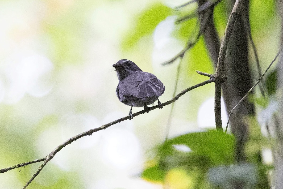Spotted Fantail - ML635422231