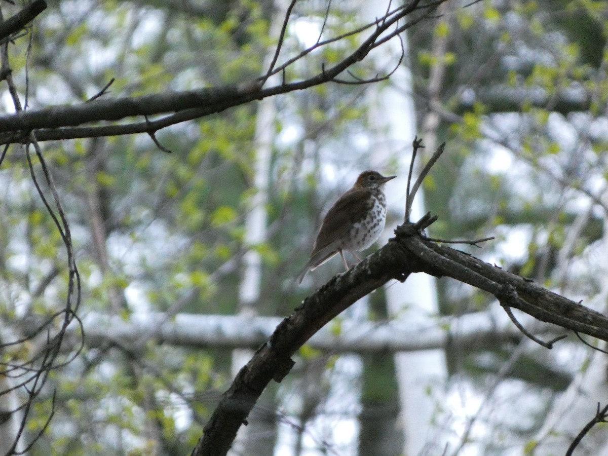 Wood Thrush - ML635422254