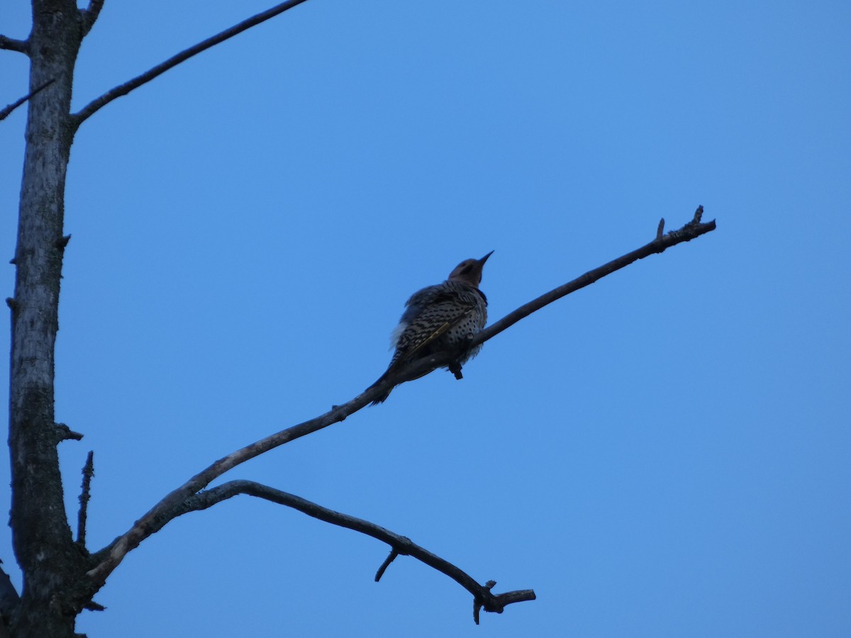 Northern Flicker - ML635422259