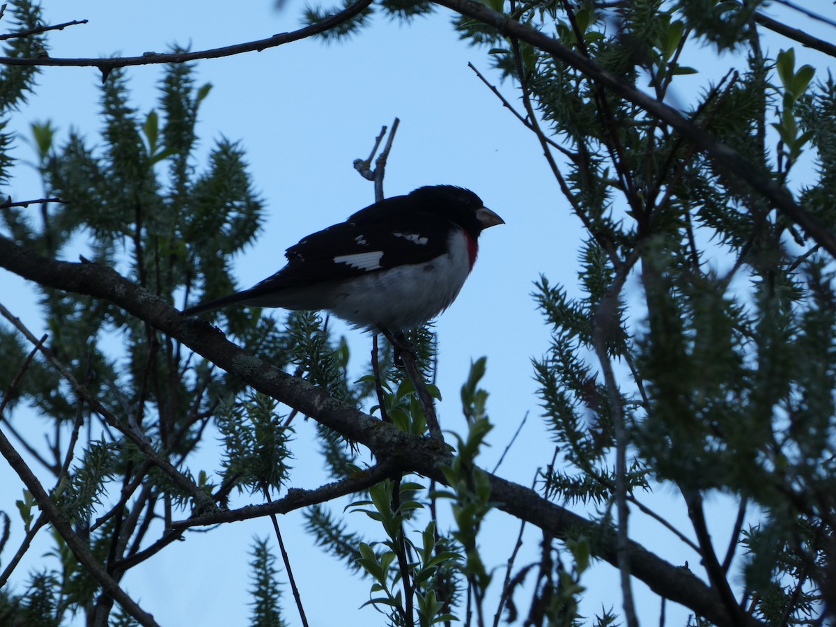 Rose-breasted Grosbeak - ML635422263