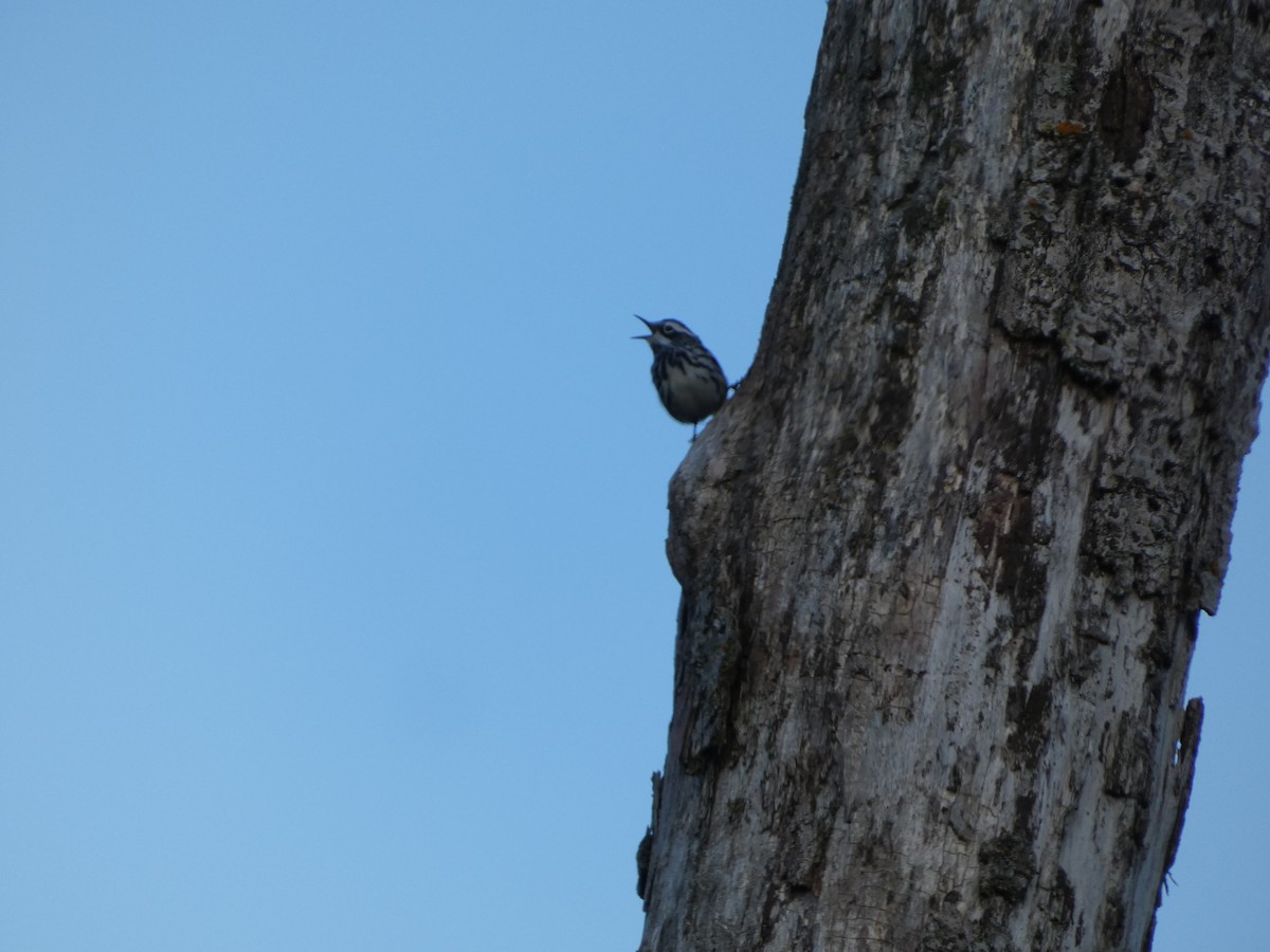 Black-and-white Warbler - ML635422275