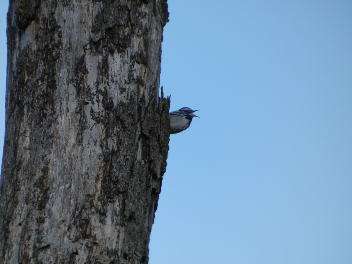 Black-and-white Warbler - ML635422285