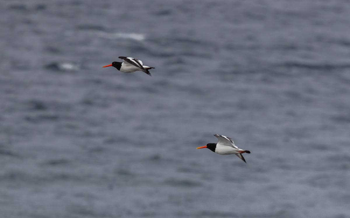 Eurasian Oystercatcher - ML635422319