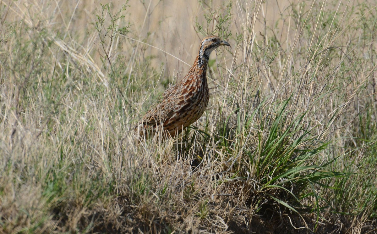 Orange River Francolin - ML635422328