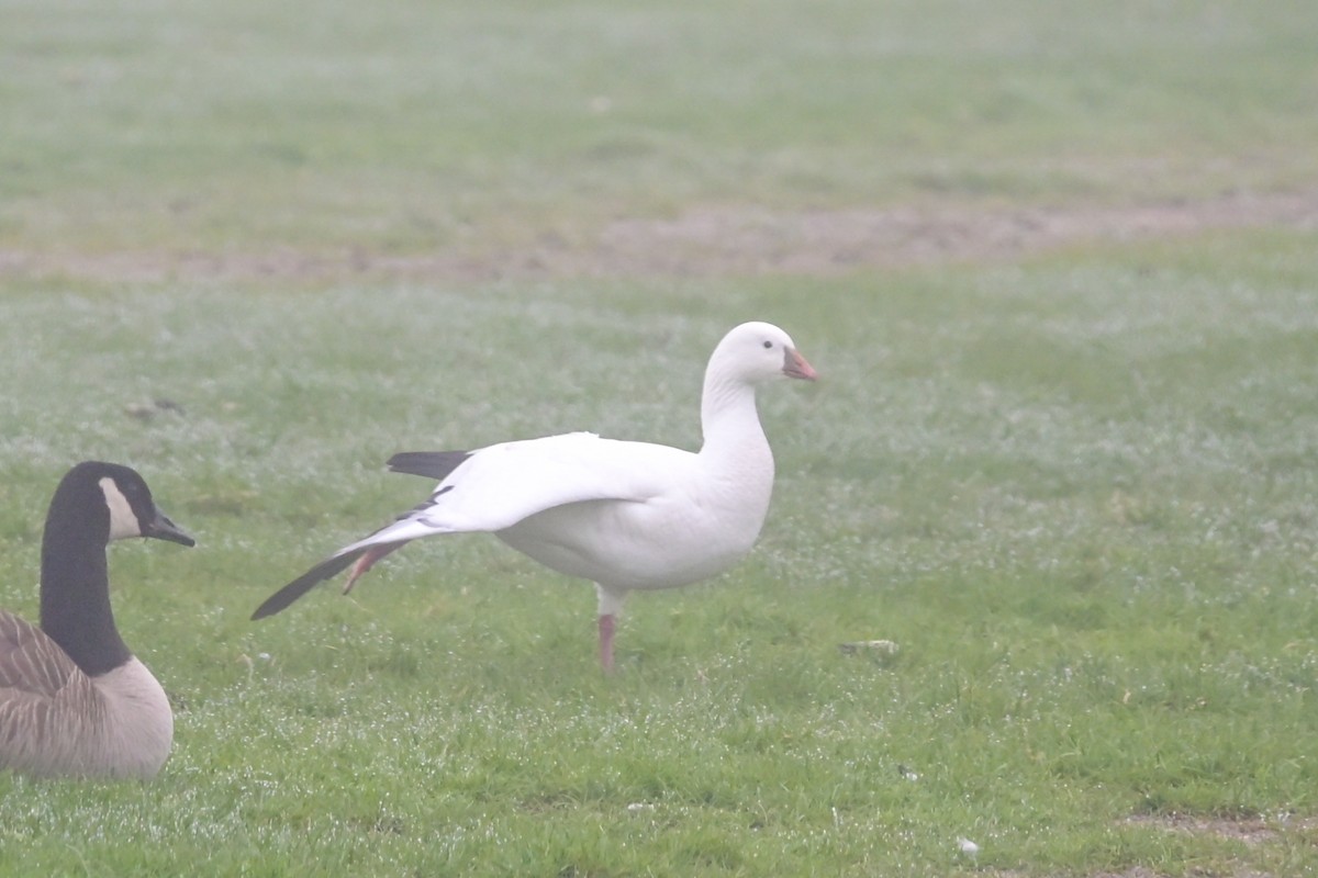 Ross's Goose - ML635422330