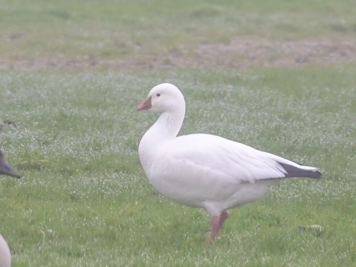 Ross's Goose - ML635422331