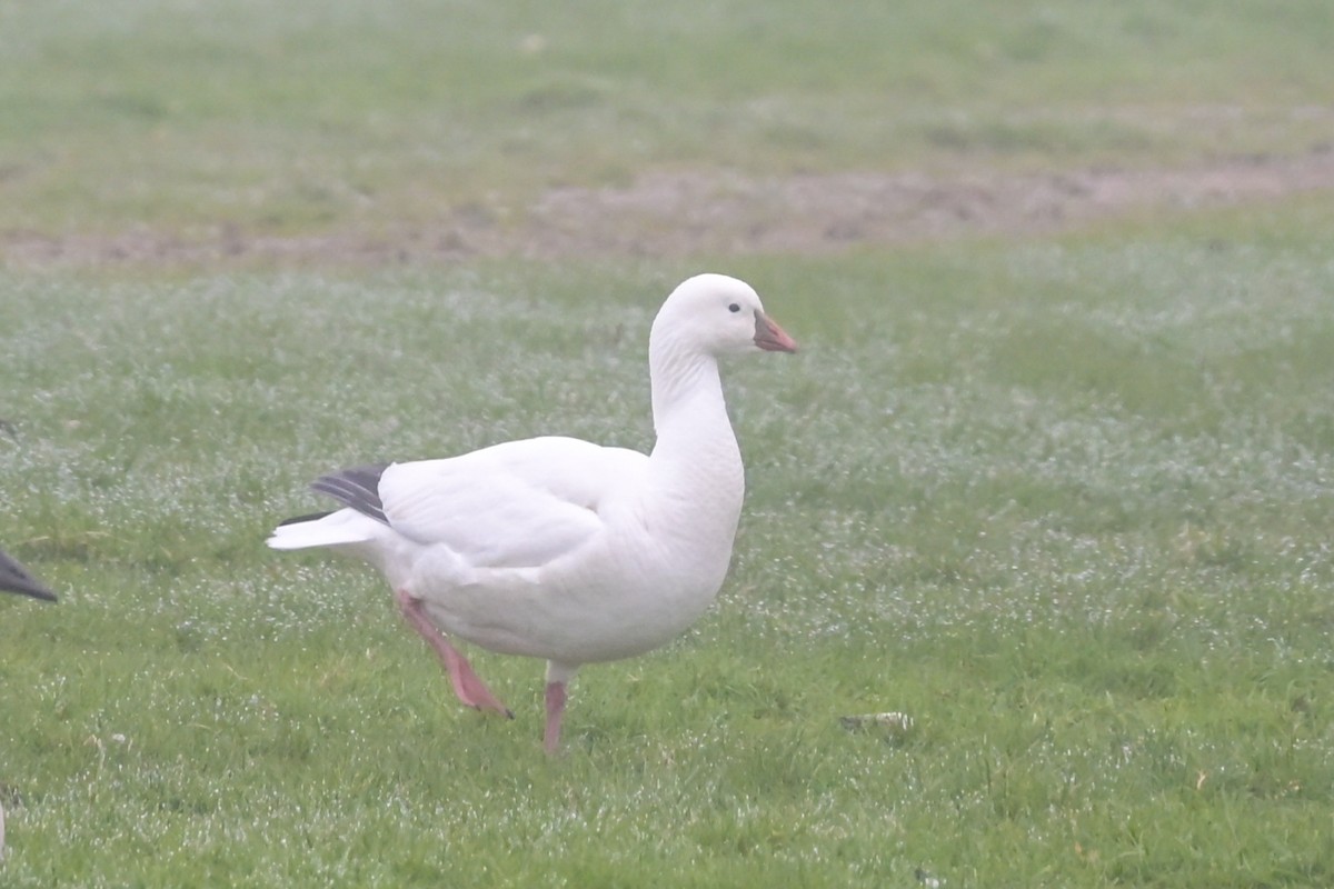 Ross's Goose - ML635422332
