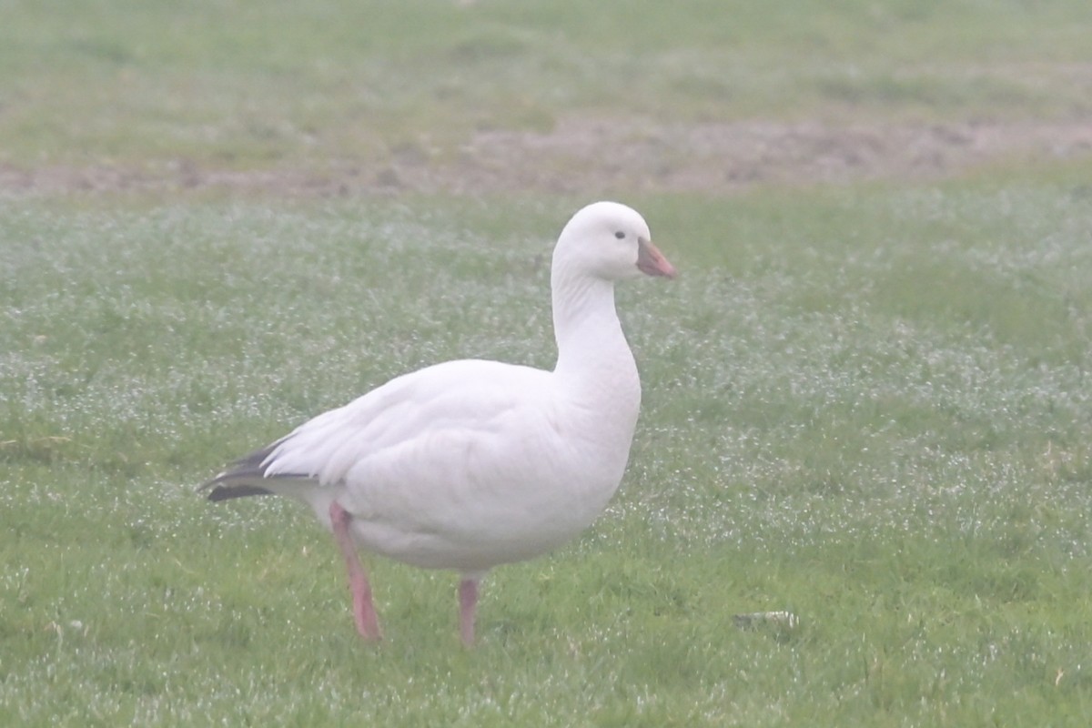 Ross's Goose - ML635422333