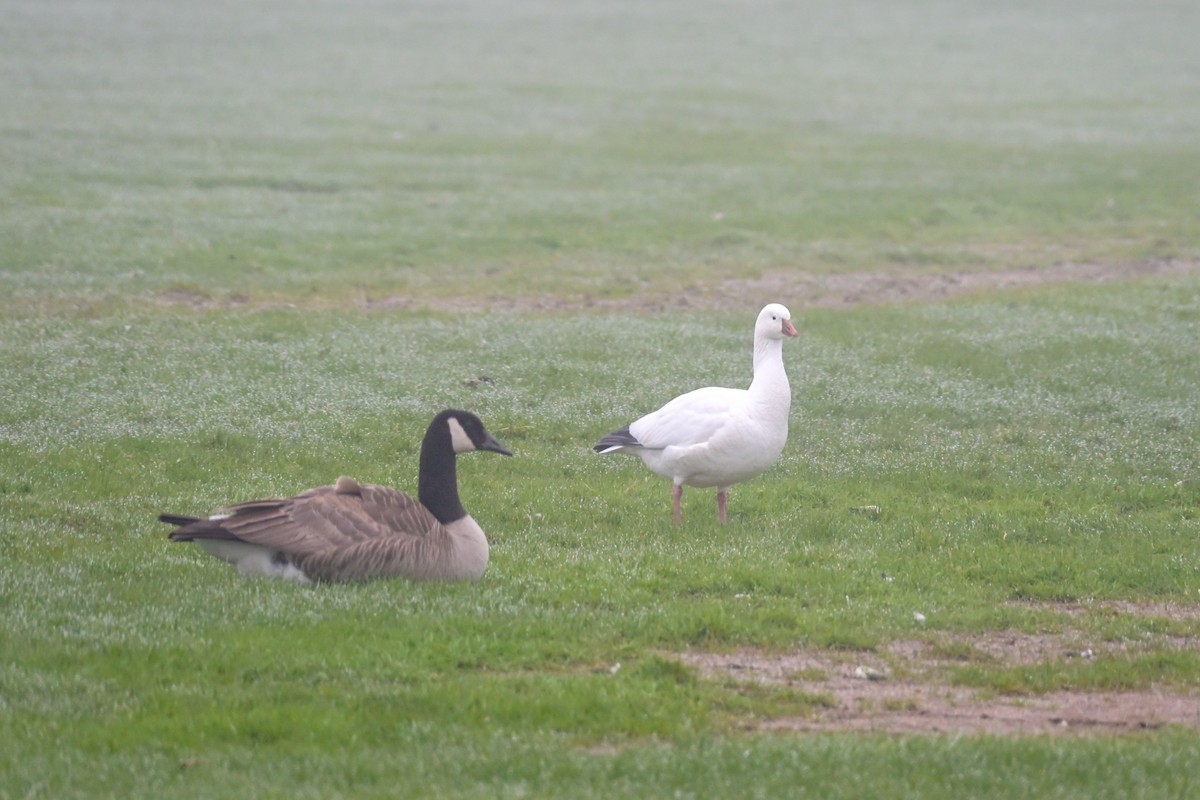 Ross's Goose - ML635422334