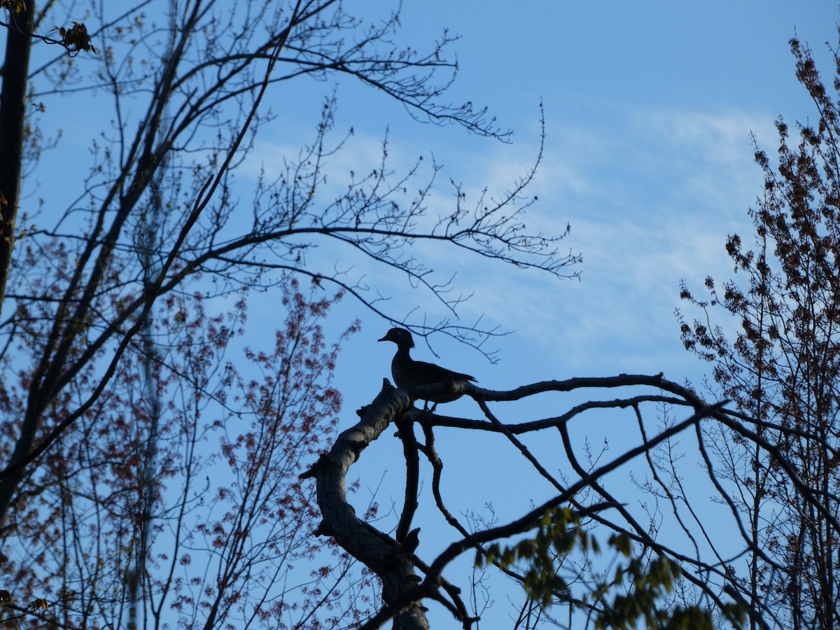 Wood Duck - ML635422335
