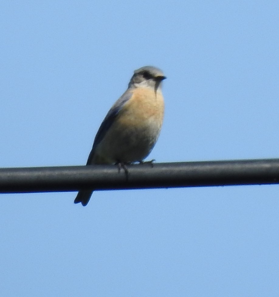 Western Bluebird - ML635422380