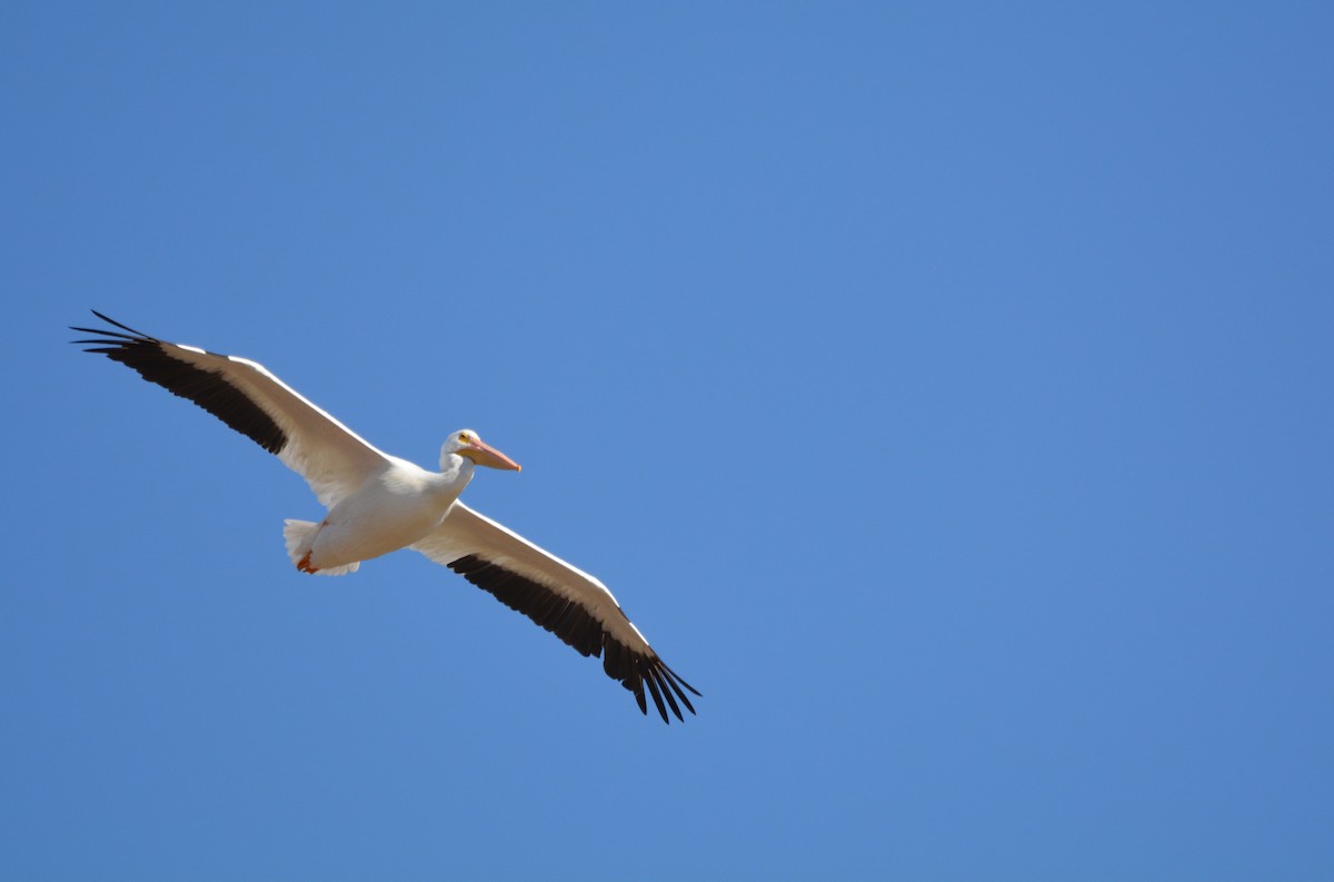 American White Pelican - ML635422409