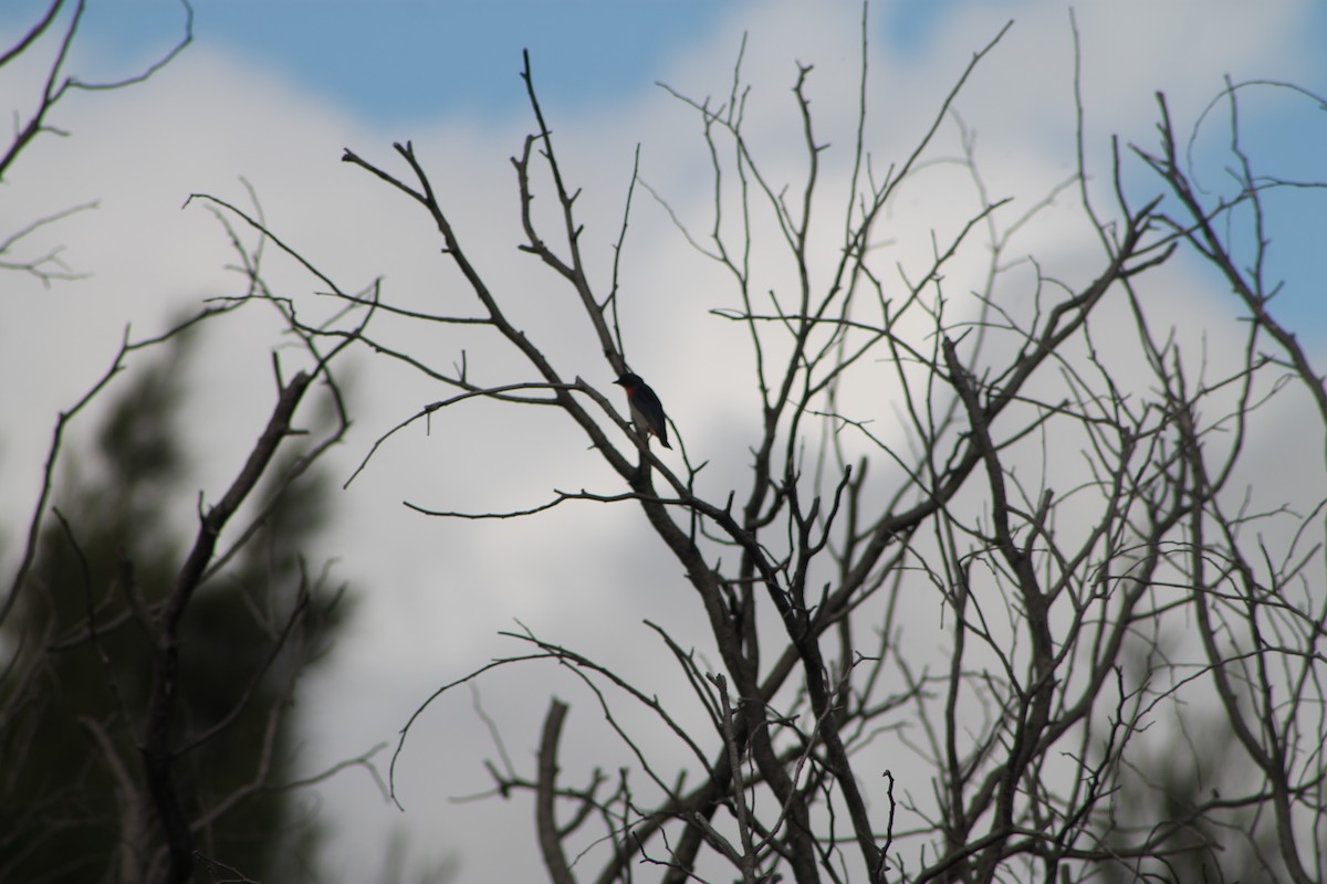 Mistletoebird - ML635422430