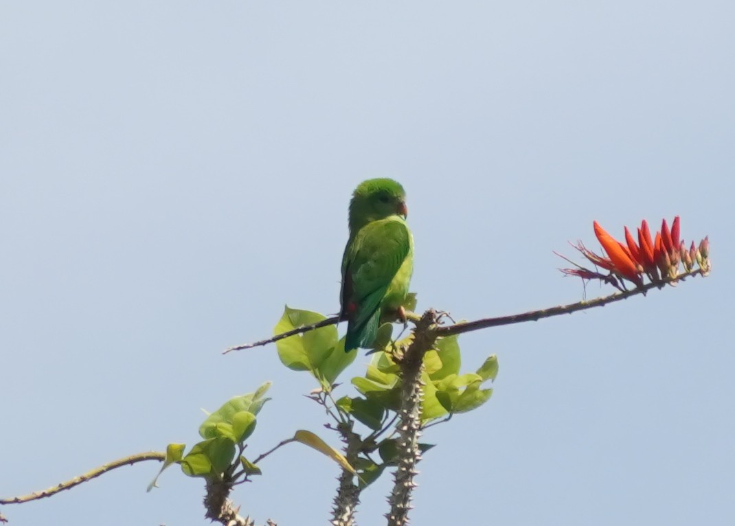 Vernal Hanging-Parrot - ML635422480