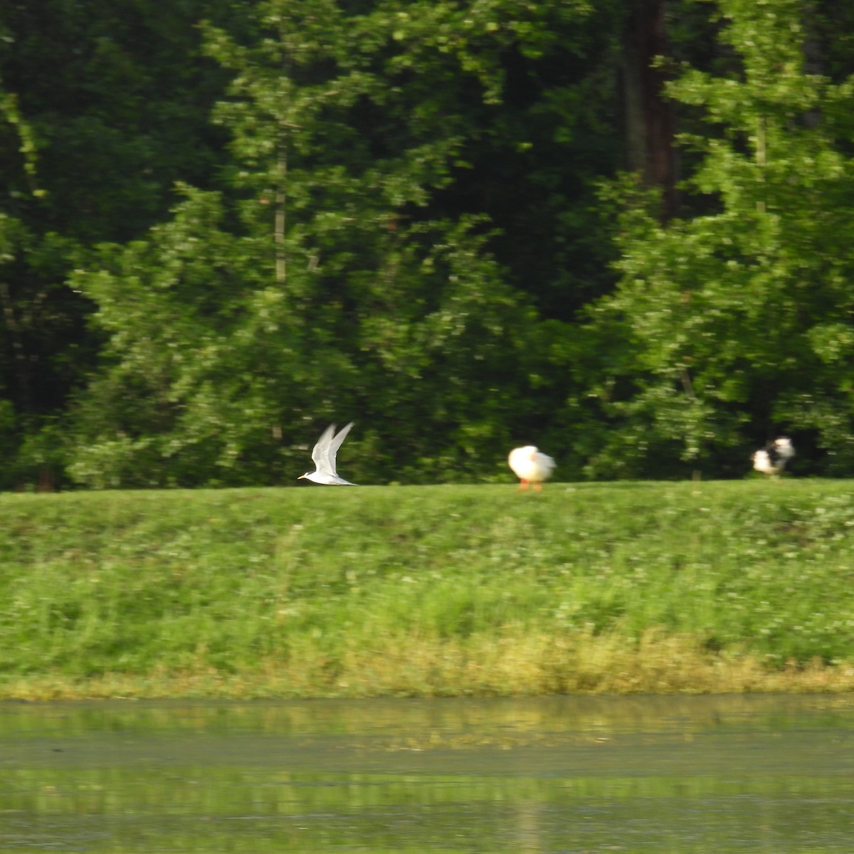 Least Tern - ML635422484