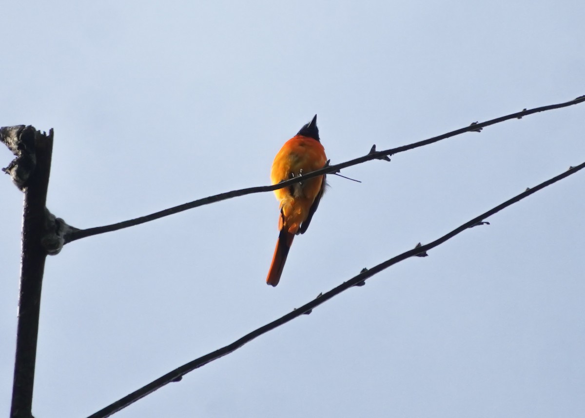 Orange Minivet - ML635422486