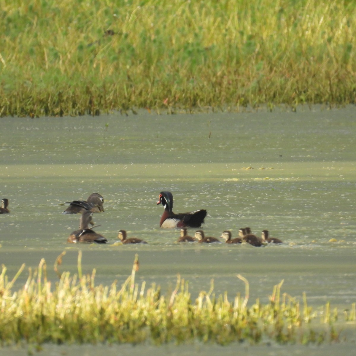 Wood Duck - ML635422504