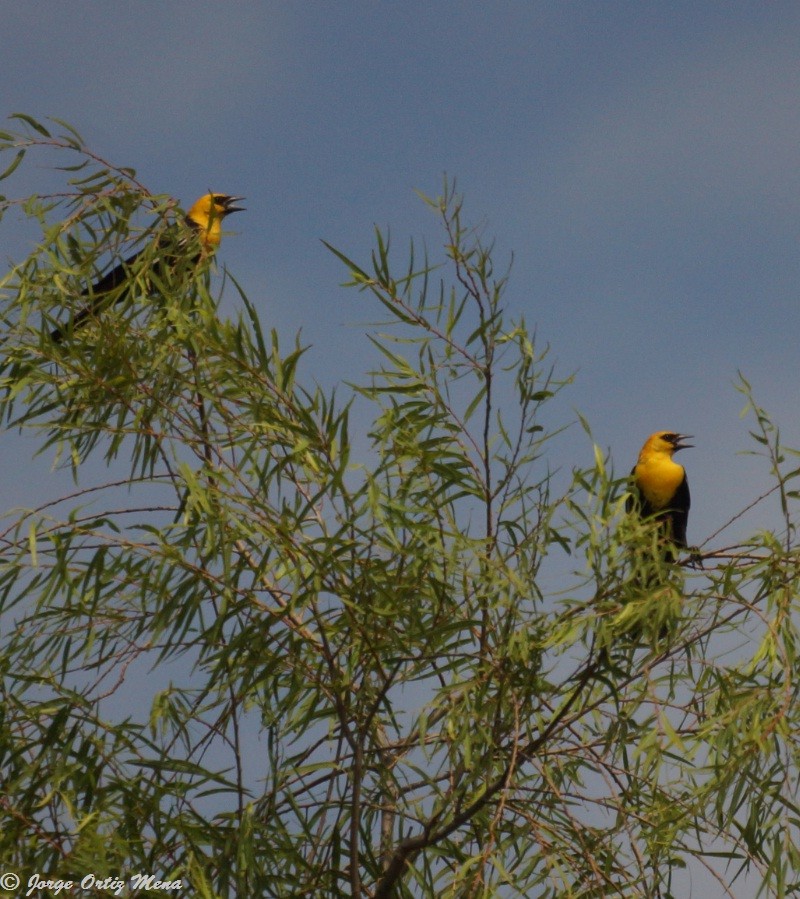 Yellow-headed Blackbird - Jorge Ortiz Mena