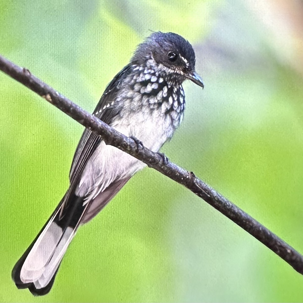 Spotted Fantail - ML635422511