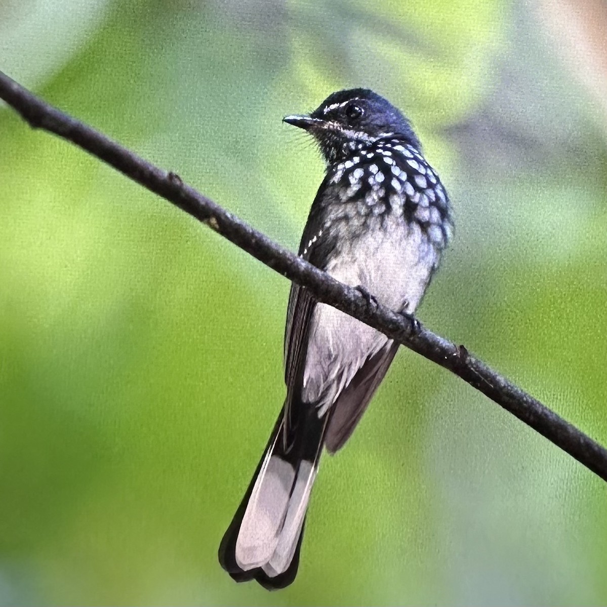 Spotted Fantail - ML635422512