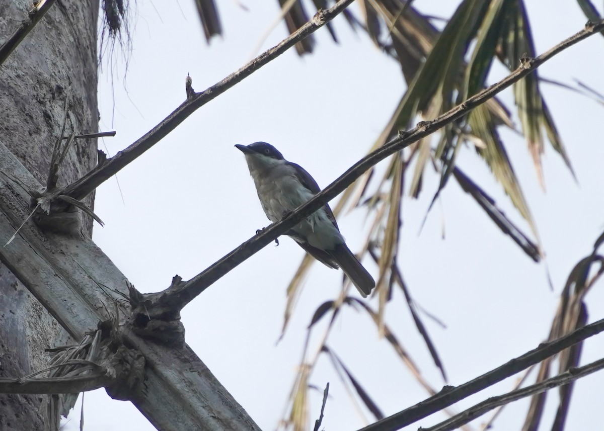 Malabar Woodshrike - ML635422515