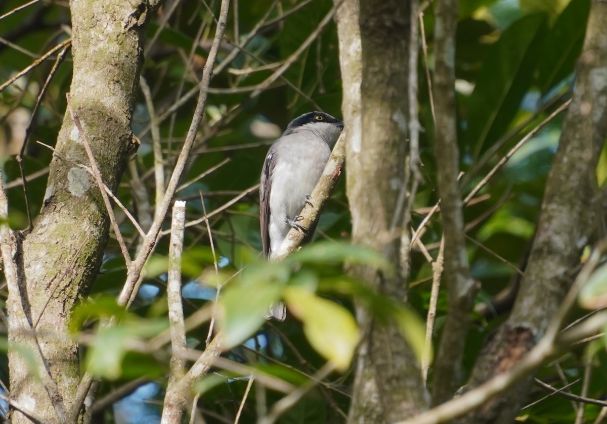 Malabar Woodshrike - ML635422516