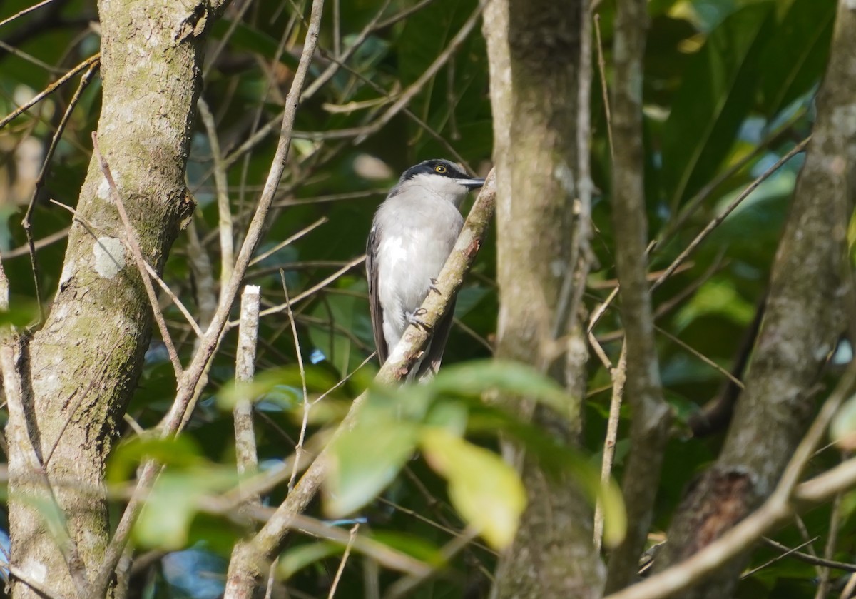 Malabar Woodshrike - ML635422517