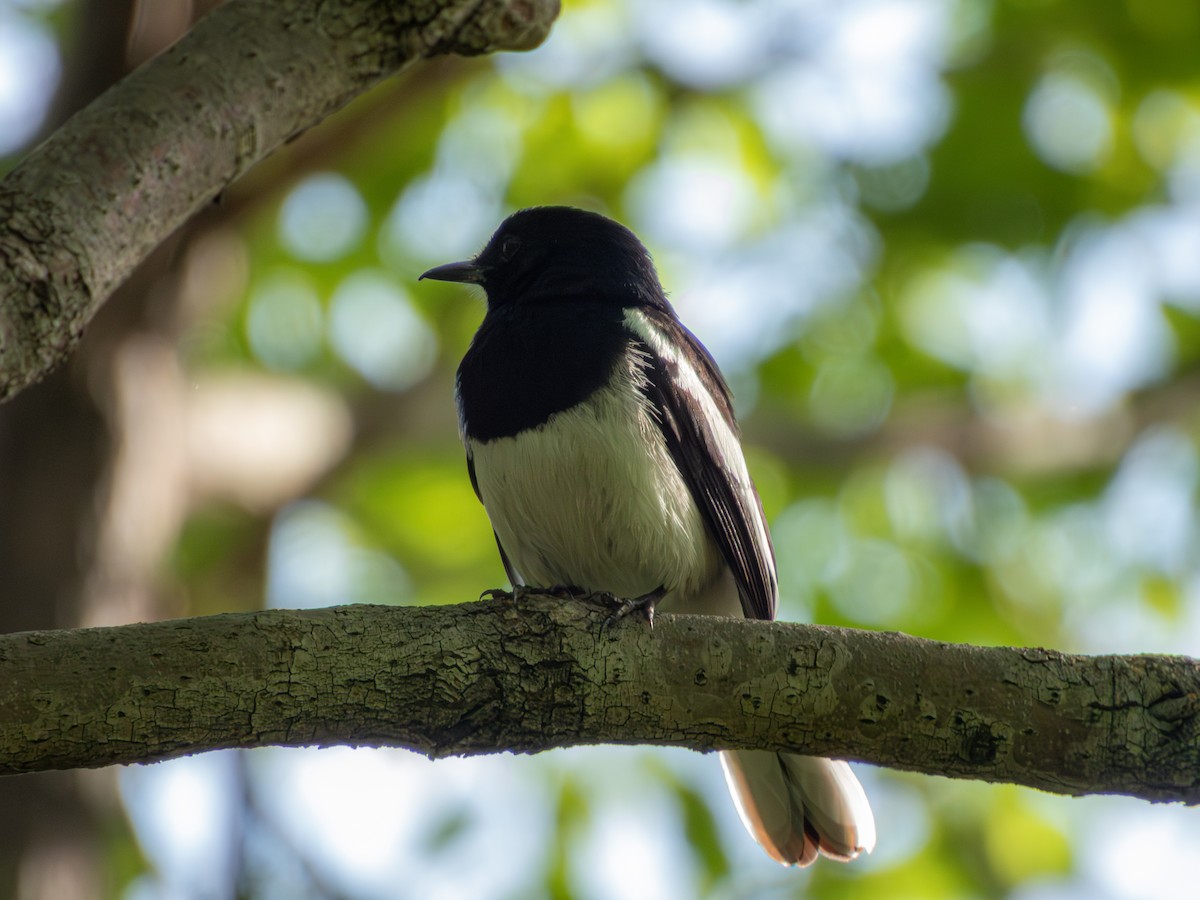 Oriental Magpie-Robin - ML635422522