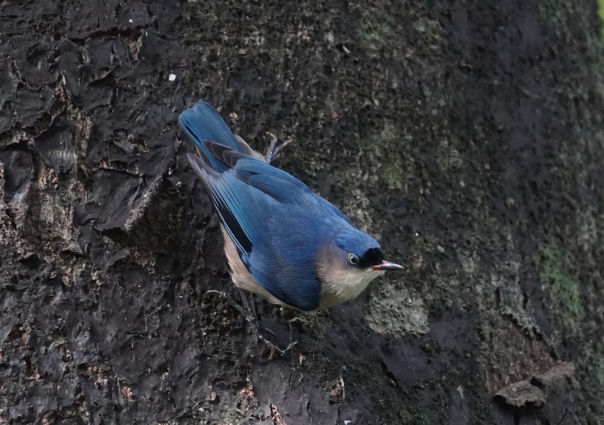 Velvet-fronted Nuthatch - ML635422525