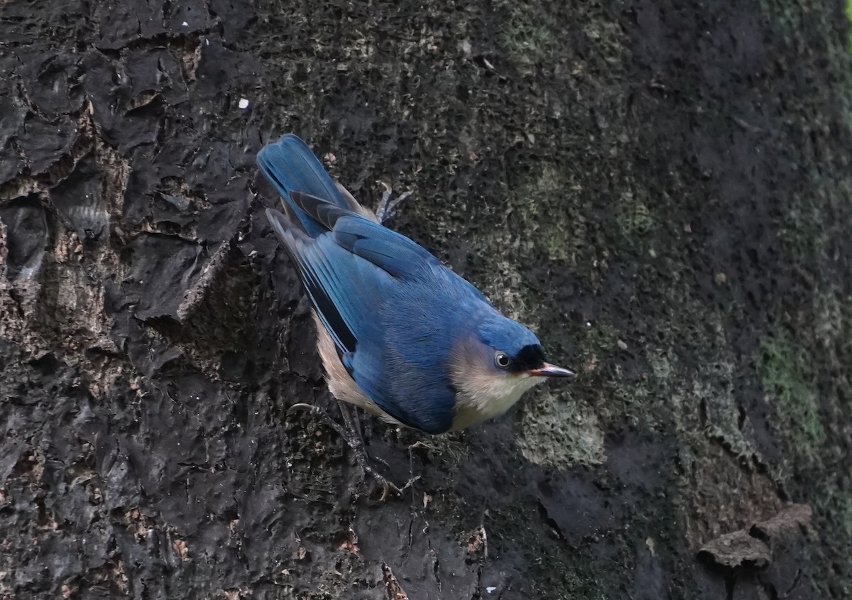 Velvet-fronted Nuthatch - ML635422526