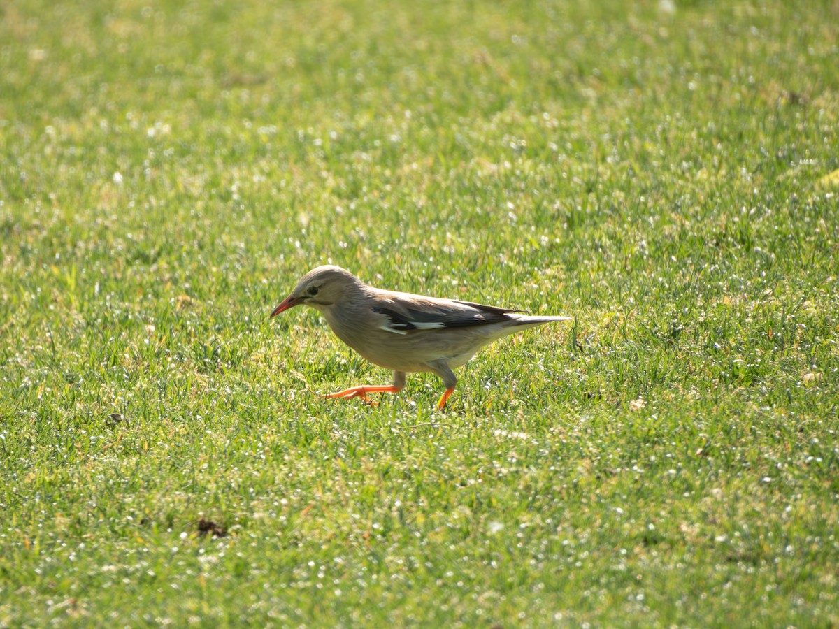 Red-billed Starling - ML635422545