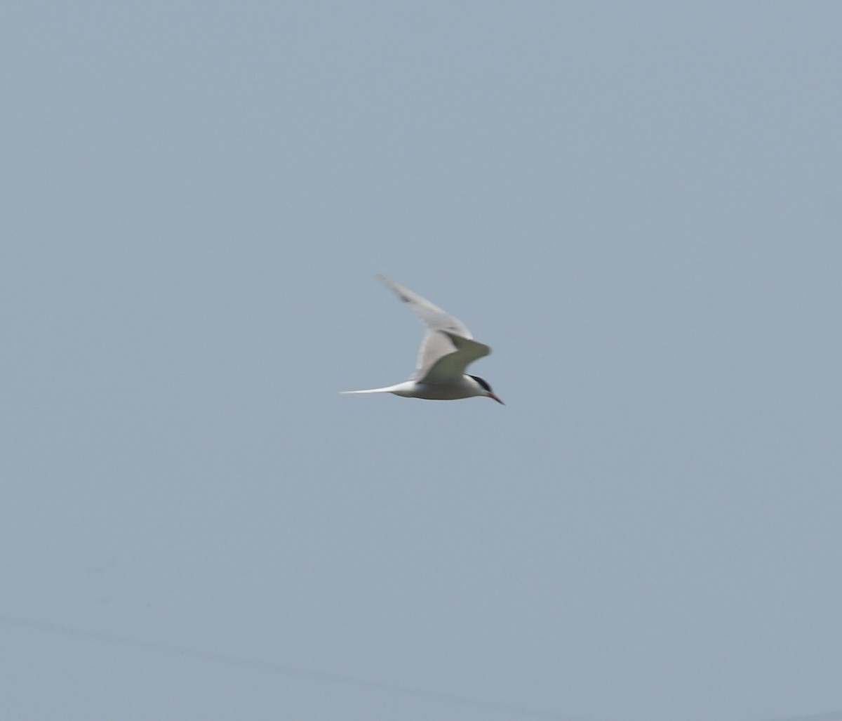 שחפית ים - ML635422578
