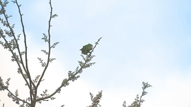 White-winged Parakeet - ML635422719