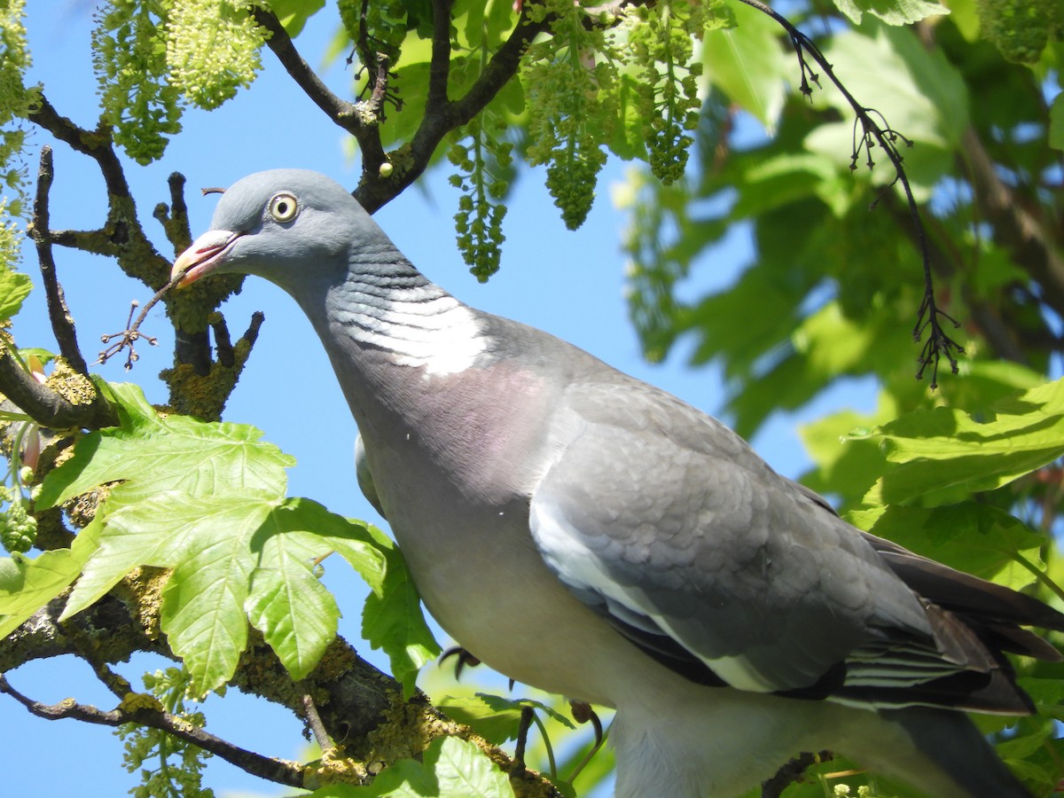 Common Wood-Pigeon - ML635422778