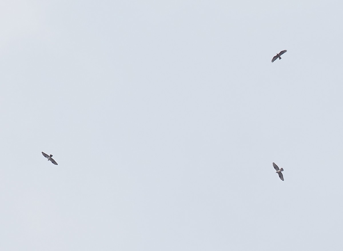 European Honey-buzzard - ML635422780
