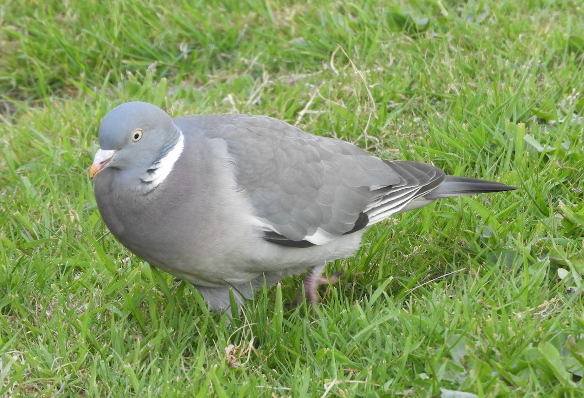 Common Wood-Pigeon - ML635422786